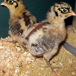 Sicilian Buttercups at a few days old.