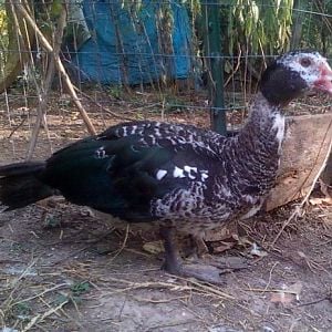 Barred wild pattern