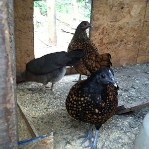 Curious golden sebright