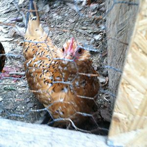 Rusty my bearded D'uccle Mille fleur bantam pullet (25/ weeks)