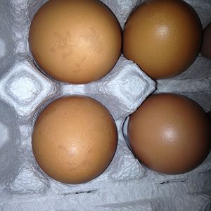 First eggs from six Isa Browns.  Aren't they beautiful?
