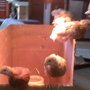 When they were still in the garage under the light