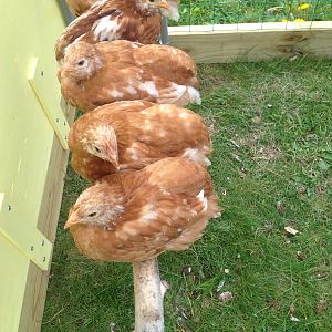 The girls roosting.  A view from the top.