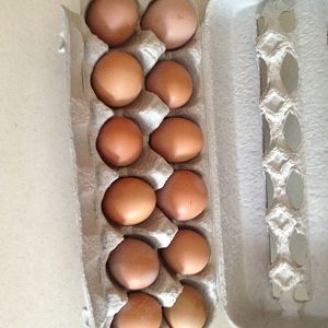 Isa Brown eggs are a thing of beauty.