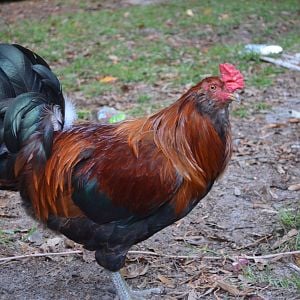 this is the daddy of all the roosters, Joseph, he is very timid and takes care of his hens. Until I had 3 hens go broody, he was my only rooster.