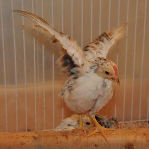 wow - what do these things do?