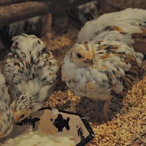 young ladies enjoying some yogurt