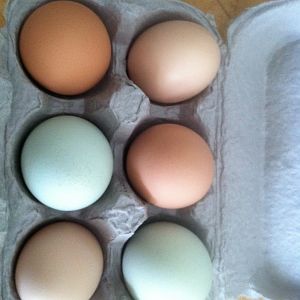 Our girls are now regularly laying an average of 6-9 eggs daily. They span in color from pinkish, speckled brown, blues and greens!  They look beautiful in the carton.