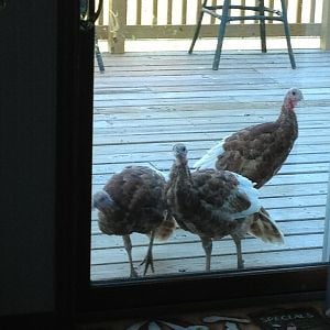 Hello...can we have some snacks? Turkeys pecking on the back door for some treats.