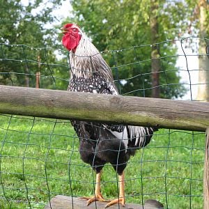 My Silver Laced Wyandotte rooster Doodle-Roo