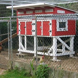 Fred Wilma & Beatrice's new coop my husband built & designed.