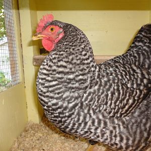 Martha Raye is our first egg layer!