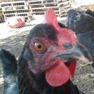 My chickens have a problem with personal space.  What's theirs is theirs and what's mine is theirs. Including me.