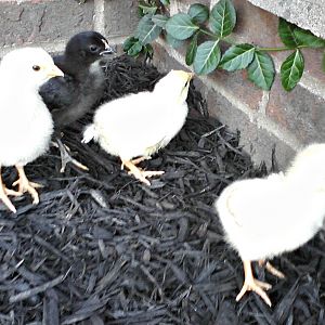 My four lil chicken butts as babies :)