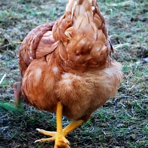 I love chicken butts! they are so adorable!