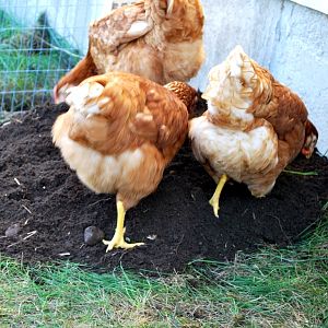 we gave the girls a pile of dirt to play in, but they dig their own holes and burrow into them