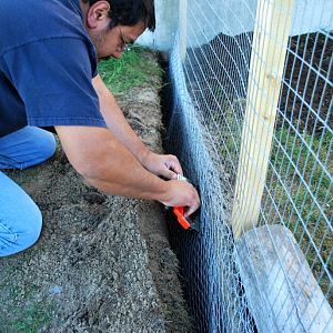 burying the wire 12" down below the fence- apparently we  have skunks, racoons, coyotes, foxes, weasles, hawks and fisher cats!  Yikes!