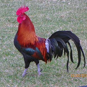 This is my pet Red Junglefowl Rooster.  He is a real joy to watch.  I would like to enter him for the new calendar contest.