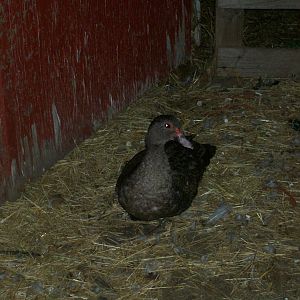 Muscovy duck