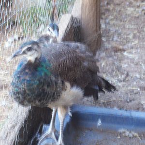 Young peafowl