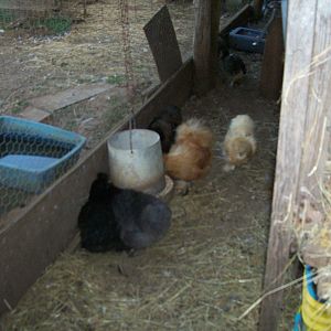 Silkies