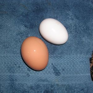 Our first eggs from Ruby, Kylie 2012