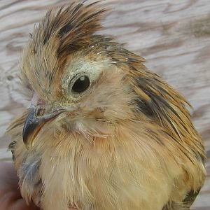 Close up of  the 6-7 week old Watermaal pullet.  She's a doll.
