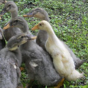 Indian Runner baby with 6 of his Indian Runner Rouen duck cross -breeds.