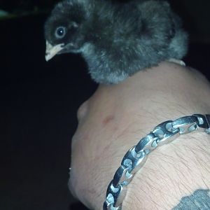 Barred rock