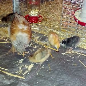 Lucky and The new girls
