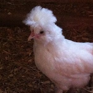 sultan rooster 6 weeks