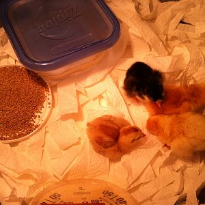 First baby picture. Henny Penny is bottom right.
