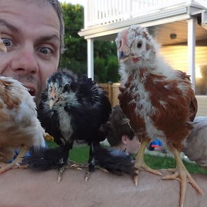 Henny Penny on the left