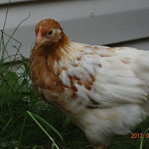 Henny Penny