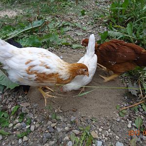 Henny Penny on the left