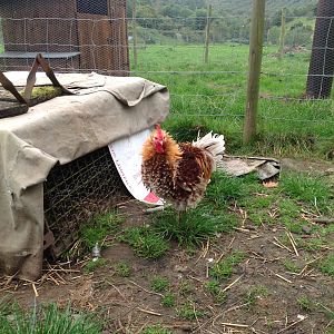 Freddy the frizzle