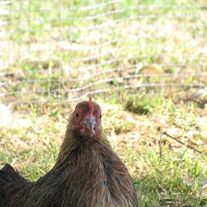 This is Wheat-thin one of my Old English Game Bantam hens
