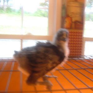 Same one.  Sorry its blurry.