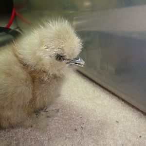 Is this what they call porcelain?