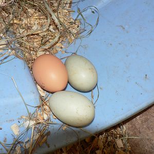 RIR egg with 2 duck eggs