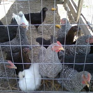the most recent flock ha black sex links barred rock dominikers silkies and some more mutts :)