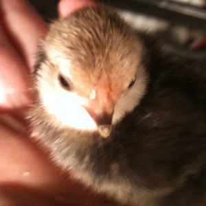 Smallest of the three ~ maybe a Buff Braham Bantam.  Has feathered feet.