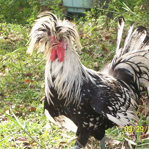 Wattles - Silver Laced Polish