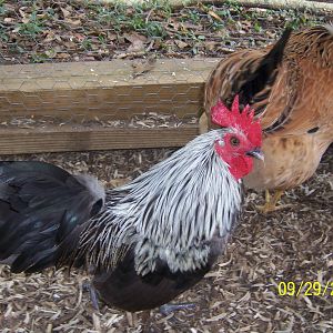 Napoleon - Self Blue Old English Bantam