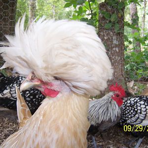 Buff Baby - Buff Laced Polish