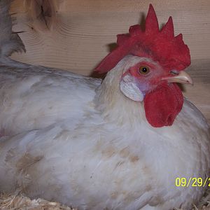 White Leghorn
