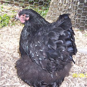 Blackie - Black Cochin