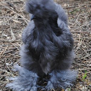 Blue pullet @ 4 months