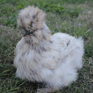 October 2, 2012  (Josie)
"before" picture  --- not washed or groomed, filled with dirt