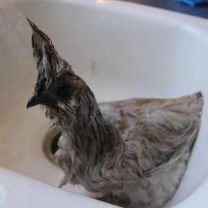 October 2, 2012  (Josie)
"during" picture  --- being washed! 
uh yeah, I couldn't resist making a soap mohawk!  LOL